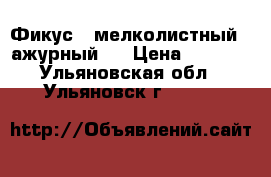 Фикус   мелколистный   ажурный   › Цена ­ 3 000 - Ульяновская обл., Ульяновск г.  »    